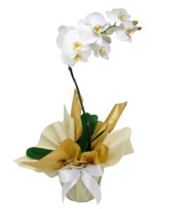 Orquídea Phalaenopsis Branca