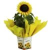 girassol plantado