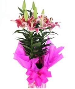 lírio cor de rosa