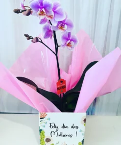 Mini Orquídea